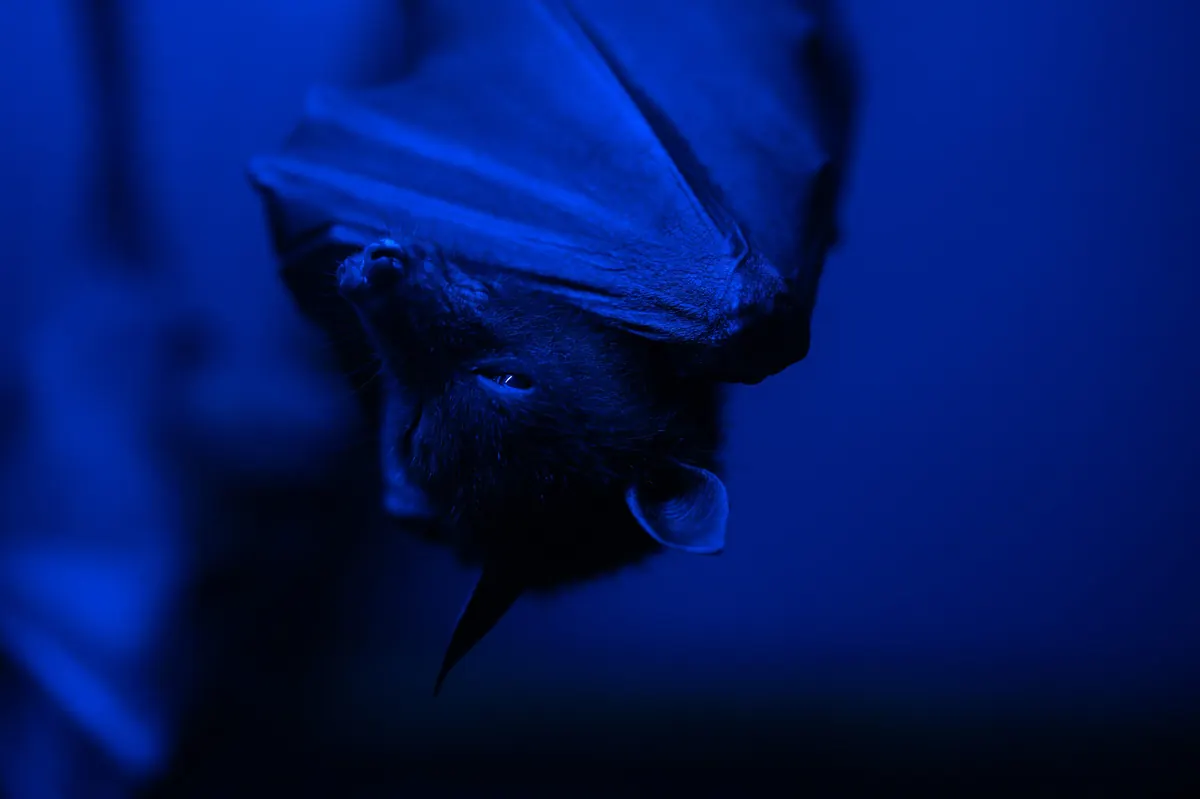 Bat Echolocation Becomes Dance Music in 'Echo In The Dark'