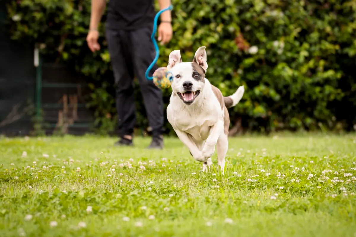 Fundraiser Launched for Avicii's Dog Amid Cancer Treatment